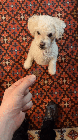 Small dog awaits treat in Yekaterinburg home