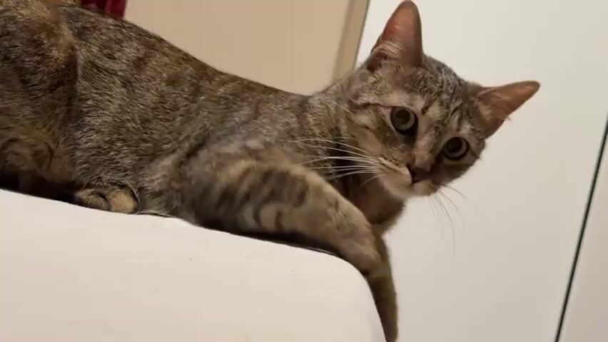 A tabby cat is shown lying on a white surface, looking down to the right. The cat's front paws are extended and slightly blurred as if in motion. The background is out of focus, with hints of a wall and possibly a door. The lighting is soft, creating a warm atmosphere.