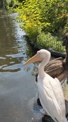 Pelicans and park life at St. James's Park, London