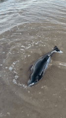 Dead dolphin washes ashore on Varna beach