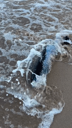 Dead dolphin washes ashore on Varna beach