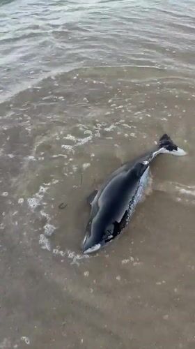Dead dolphin washes ashore on Varna beach