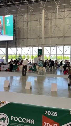 This is a video of a dog show. The video opens with a wide shot of a large indoor arena. In the foreground, there is a glossy gray floor with several white triangular markers placed on it. In the mid-ground, there are several people and dogs. Two people are standing with large white dogs with long snouts and flowing fur, facing each other. One person is wearing a dark shirt and khaki pants, and the other is wearing a light blue shirt. There are other people and dogs in the background, some are standing in line. A large screen is visible on the left side of the frame with a graphic that includes the word "РОССИЯ" (Russia). There are banners with numbers on them, including a banner with the number 2. The environment appears to be a convention center or exhibition hall with a high ceiling and large windows in the background, allowing natural light to enter. The video then pans to the right, showing more people and dogs in the background, and a woman in a green patterned shirt walking a long-haired dog towards the foreground. The dog is light-colored with dark markings on its head and back. The video is shot from a relatively low angle, looking slightly upwards. The lighting is bright and appears to be natural light mixed with artificial lighting. The atmosphere seems to be that of a competition or exhibition.