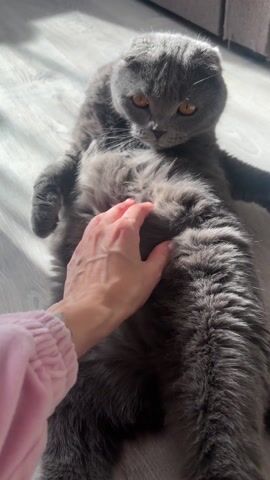 Here is a description of the video:
The video shows a grey Scottish Fold cat sitting on a light grey wood-look floor. The cat is positioned in a somewhat human-like sitting posture, with its legs splayed out and one paw raised. Sunlight streams across the floor, illuminating the cat. A person's hand reaches into the frame and briefly touches the cat's belly. The cat looks down towards its belly with a slightly disgruntled expression, then looks away. The background shows a portion of a dark brown sofa.