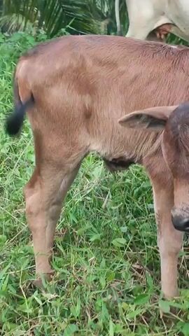 The video shows a close-up of a young brown calf standing in a grassy field. The calf's head is down as if it is grazing. Another calf can be seen in the background, slightly out of focus. The video pans slightly, revealing a glimpse of what appears to be an adult cow behind the calf in the foreground. The environment is lush and green with tall grass and some palm fronds visible.