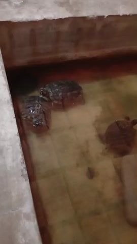 A video shows three turtles swimming in murky water. The turtles appear to be in an enclosure with concrete walls. One turtle is in the foreground on the left, another is slightly behind it, and a third is to the right. The water is brown and somewhat cloudy.