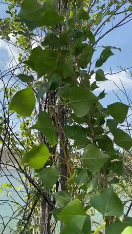This is a short, vertical video clip showing a close-up view of green leaves and branches of a tree against a blue sky with white clouds. The leaves are varied in shape and size, and some are fluttering in the breeze. In the background, a body of water, possibly a lake or river, is visible along with other trees and vegetation. The video appears to be shot outdoors on a sunny day.