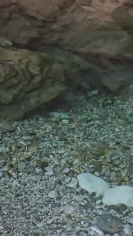 The video shows the shallow, clear water of a stream or riverbed. The bottom is covered with a variety of small to medium-sized stones and pebbles. In the background, there is a large rock formation that creates a shadowy area. Several small fish, likely minnows or similar species, are visible swimming in the water. One fish, which appears slightly larger and lighter in color, is resting or moving slowly on the streambed near the shadowy area. The water is clear enough to see the bottom and the fish clearly.