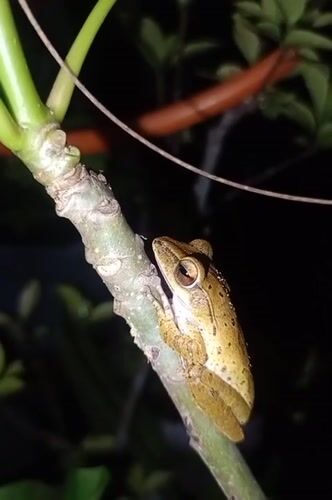 Evening garden documentation captures tropical flora and fauna in Indonesia