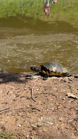 The scene shows a turtle on land next to a body of water. The turtle has a dark shell with yellow markings and is facing towards the water. The land is brown and appears to be made of soil and small rocks. The water is murky and green, reflecting the trees and people on the opposite bank. There are two people, one wearing red, standing with a stroller in the reflection. The day appears sunny.