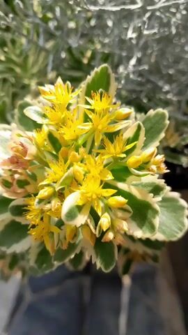 A close-up video of a succulent plant with small yellow flowers and variegated green and white leaves. The plant is in a garden setting, with other plants visible in the blurred background. The lighting is bright, suggesting it is daytime.