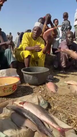 The video shows a group of people gathered at what appears to be an outdoor market, with several men seated around a display of fish. The fish on display vary in size and color, with some appearing silvery and others pinkish. One man, wearing a yellow outfit and a white cap, is holding a flat, round piece of fish, possibly a fillet, and gesturing while talking. Another man to his right also holds a fish. There's a black plastic tub in the center, along with colorful metal bowls. The ground is covered in dry grass or hay. The people around are dressed in various traditional and casual attires. There are children in the background. A person holding a camera or phone is visible on the left edge of the frame, suggesting the scene is being recorded. The sky is clear and blue.