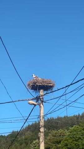 A juvenile stork stands in a large nest constructed on top of a utility pole. The nest is made of twigs and straw. The stork is facing to the left, and appears to be preening or adjusting its feathers. The sky is clear and blue. There are power lines crisscrossing the frame in front of the nest. A street lamp is attached to the pole below the nest. Trees are visible in the background on a hillside.