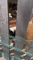 Person plays with dogs at rural facility in Zlatograd