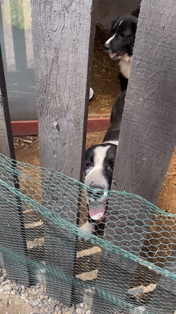 Person plays with dogs at rural facility in Zlatograd