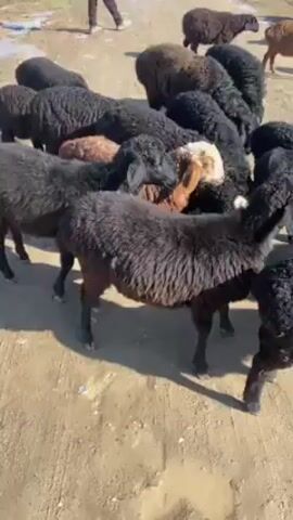 A herd of about 15 sheep, mostly black with a few brown ones mixed in, are gathered on a dirt path or road.  The sheep are close together, some moving slightly.  A person walks in the background further up the path, away from the camera. The environment appears to be outdoors during daytime with some patches of snow or ice visible in the background.  The scene is sunny and the camera is handheld.