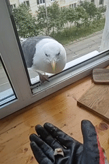 Grounds crew trims grass in Magadan, seagull checks in nearby