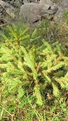 The video shows a close-up of a small evergreen sapling, likely a spruce, with bright green needles, growing amongst rocks and grass. The camera pans upwards to reveal a rocky shoreline leading to a body of water, likely a lake. The water is rippling, with sunlight reflecting off the surface. In the distance, the shoreline is lined with trees and hills under a partly cloudy sky.