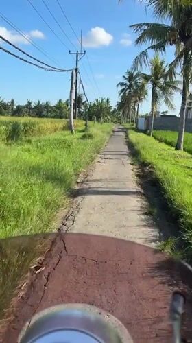 Motorcyclist travels through green rice paddies in Kediri, Indonesia
