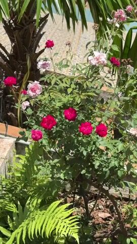 The video shows a garden scene. In the foreground, there is a bush with several bright pink roses. To the left, there is a fern. In the background, there are palm trees and a body of water. The scene is lit by natural light, suggesting it is daytime.