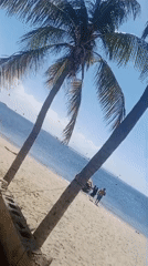 Sunny coastal scene: palm trees, calm water, boats at anchor