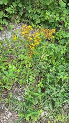 This is a close-up video of a St. John's Wort plant with numerous small, yellow flowers in bloom. The plant is surrounded by green foliage and appears to be growing in a natural, outdoor setting, possibly along a rocky embankment. The camera moves slowly, focusing on the delicate petals and seed pods of the flowers. Some of the flowers are in full bloom, while others are just beginning to open. The overall impression is one of natural beauty and the vibrant colors of summer.