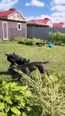 Dogs play in a yard while roses bloom nearby