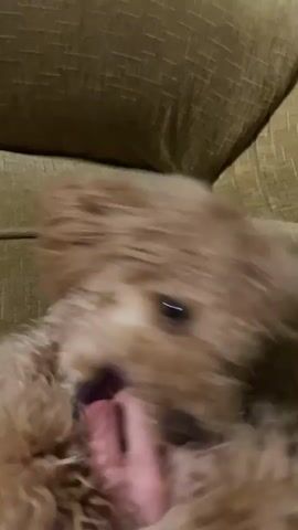 A close-up video shows a fluffy, light-brown dog lying on a tan, textured couch. A person's hand is petting the dog, who is playfully nipping at it. The dog's eyes are visible, and it seems to be enjoying the interaction. The background is blurred, keeping the focus on the dog and hand.