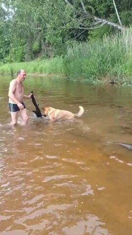 A shirtless man wearing blue swimming trunks stands in shallow, brown water and holds a black object. A light brown dog is in the water with its head lowered, appearing to interact with the object or the man. The man is facing the dog and is in a slightly bent position. The dog is facing away from the camera. The water is murky and ripples are visible around the man and dog. In the background, there is lush green vegetation lining the bank of the river, with trees visible further back. The sky is not visible. The video is shot from a slightly elevated, stationary perspective.