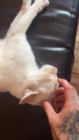 The video captures a close-up view of a person's heavily tattooed hand gently petting a relaxed cat. The cat, which is white or very light cream with light pink ears and nose, is lying on its back on a dark, likely leather, couch. Its paws are stretched out, exposing its belly, and its eyes are mostly closed, indicating contentment.

The person's hand is extensively tattooed, featuring a large, intricate design resembling a lion's face or similar animal on the back of the hand. Letters, possibly forming words, are tattooed across the knuckles of the fingers (e.g., "O A R" are somewhat visible). Additional tattoos extend up the wrist and forearm, including what appears to be a skull or skeletal pattern.

The interaction begins with the person gently touching the cat's nose and face with a finger, then transitions to stroking its chest and belly with the palm of their hand. The cat appears to be enjoying the affectionate petting. The setting is an indoor domestic space, possibly a living room, with tiled flooring partially visible in the background. The scene exudes a sense of peace and affection between the human and the animal. The location context is Merlo, Argentina.