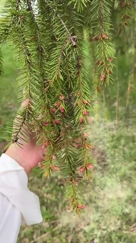 A person wearing a white sleeve holds the branch of a coniferous tree. The tree has long, green needles and small, reddish-brown cones. The background shows a grassy area. The camera is steady and focused on the branch.