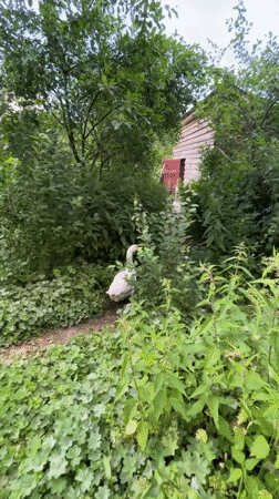 Cats, geese, and stormy skies at a Russian rural homestead