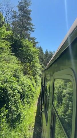 The video shows the side of a train moving through a forest. The train is green and the windows reflect the trees passing by. The sky is blue and the sun is shining. The trees are green and lush. The ground is covered in grass and weeds. The train is moving quickly.