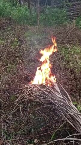 The video shows a small fire burning on top of a pile of dried branches in a grassy area. The flames are mostly yellow and orange, flickering in the center of the frame. The surrounding area is covered in brown, dry grass and twigs, with patches of green grass interspersed. A few trees are visible in the background, providing a sense of depth to the scene. The camera is positioned at a medium distance from the fire, offering a clear view of the burning branches and the surrounding environment.