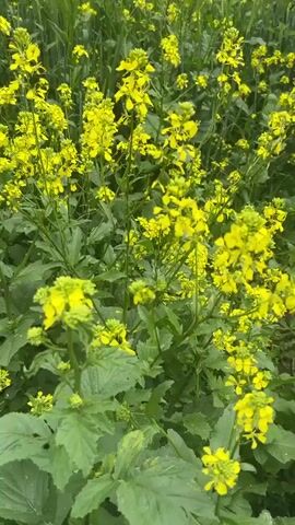 A close-up shot of a field of vibrant yellow flowers, likely mustard flowers, fills the frame. The flowers are clustered together on tall green stems, creating a dense carpet of color. The leaves are a deep green, and some appear to be serrated. The camera pans slightly upwards, revealing more of the field, with hints of other greenery and possibly grain stalks interspersed among the flowers. In the background, rolling green hills are visible under a cloudy, overcast sky. A few trees, including a tall, slender one, dot the landscape, and distant structures that appear to be houses or farm buildings can be seen. The overall scene depicts a natural, rural landscape in bloom.
