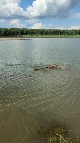 A dog is swimming in a body of water with a stick in its mouth. The dog is brown and white. The water is calm and appears to be a lake or river. In the background, there is a line of trees and a blue sky with white clouds. There is also some grass in the foreground.