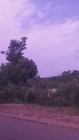 This video captures a scenic view of trees against a purple-tinted sky with scattered clouds. The camera appears to be in motion, possibly from a vehicle, as evidenced by the slight blur and the perspective of the roadside. The lush green foliage of the trees dominates the right side of the frame, contrasting with the soft hues of the sky on the left. The ground, which seems to be a paved surface, is visible along the right edge, with a reddish-purple color. The time of day appears to be late afternoon or early evening, given the purplish cast of the sky, possibly indicating dusk or a filter effect. There are no people or specific objects clearly visible, making the focus entirely on the natural landscape. The overall mood is serene and contemplative, highlighting the beauty of the natural surroundings. There is no visible text in the media.