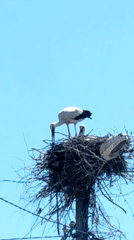 Stork pair spotted nesting on utility pole