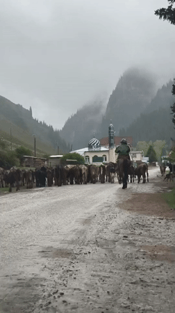 Horseback herders guide cattle through rainy Kyrgyz mountains