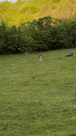 Man and dog spotted in field near Maglic, Serbia