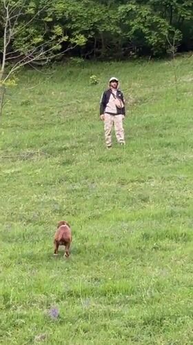 Man and dog spotted in field near Maglic, Serbia