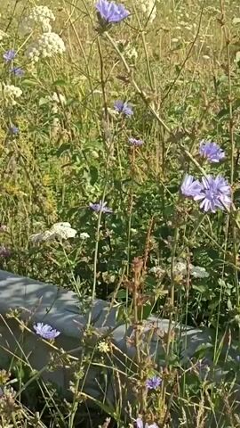 A video pans across a meadow filled with wildflowers, including purple chicory and white Queen Anne's lace. In the background, rolling green hills are visible, with a few trees scattered throughout. The sky is clear and blue. The video appears to be taken on a sunny day.