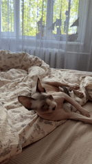 Sphynx cat observed lounging in bedroom during early morning hours