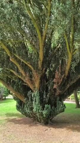 The video shows a close-up, panning shot of a large, old tree with a thick, gnarled trunk and many spreading branches covered in dark green foliage. The tree is situated in a grassy park-like area with some fallen leaves or mulch around its base. In the background, a white fence and a glimpse of other trees are visible. The lighting suggests it is daytime, possibly overcast due to the soft, diffused light. The camera movement is slow and steady, focusing on the texture and scale of the tree.