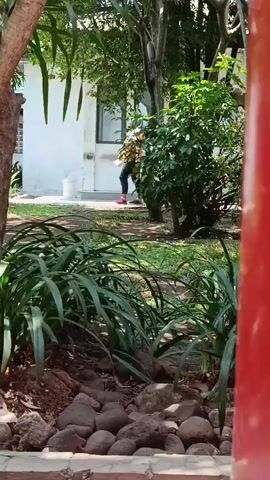 A person wearing a yellow shirt and a light blue hijab walks away from the camera towards a white building. The person is carrying a white bucket and appears to be walking on a paved path surrounded by greenery. Rocks and dirt are visible in the foreground, with trees and bushes forming the backdrop. A bright red pole is partially visible on the right side of the frame. The scene is outdoors, under natural lighting.