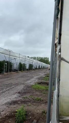The video shows a long row of greenhouses with white coverings, possibly for agricultural purposes. The ground in front of the greenhouses is a dirt path that appears wet and muddy, with some sparse green vegetation growing along the edges. The sky is overcast and cloudy. The greenhouses are tall and arched, with metal supports visible. Inside the greenhouses, rows of green plants can be seen. The camera is positioned at a slight angle, looking down the length of the row of greenhouses. The overall impression is of an outdoor agricultural facility on a cloudy day.