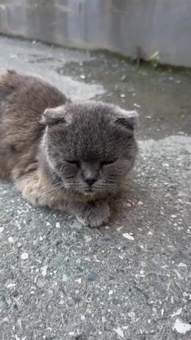 The video shows a close-up of a gray Scottish Fold cat lying on a rough, gray surface, likely asphalt or concrete. The cat's eyes are mostly closed, and its ears are folded down, characteristic of the breed. The background is blurred, showing a concrete wall and some green foliage. The lighting suggests it is daytime. The cat is the sole subject of the video, and no actions or interactions are depicted beyond the cat's resting state.