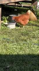 Chickens and cats going about their morning in Thora