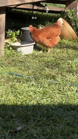 Chickens and cats going about their morning in Thora