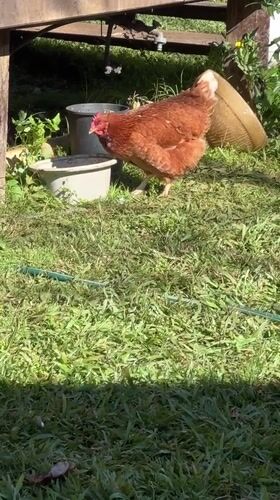Chickens and cats going about their morning in Thora